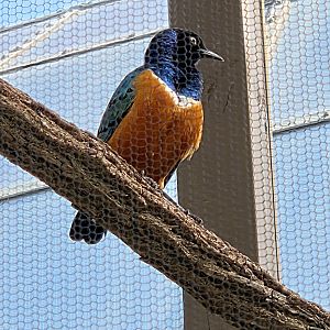 Superb Starling-Riverbanks Zoo