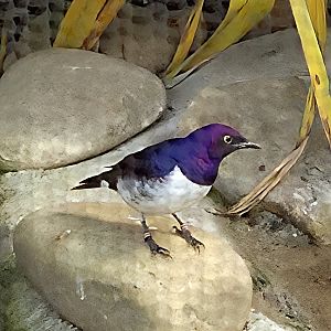 Violet-Backed Starling-Riverbanks Zoo