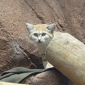 Sand Cat-Riverbanks Zoo