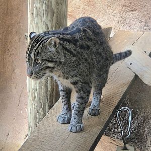 Fishing Cat-Riverbanks Zoo