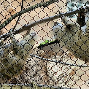 Hoffmann's Two-toed Sloths - Riverbanks Zoo