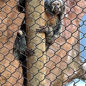 White-Faced Saki Monkey  - Riverbanks Zoo