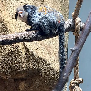 Geoffroy's Marmoset  - Riverbanks Zoo