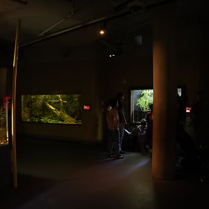 Amazon Flooded Forest exhibits (center gallery)