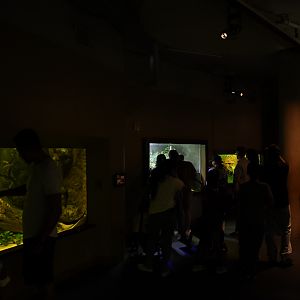 Amazon Flooded Forest exhibits (end gallery)