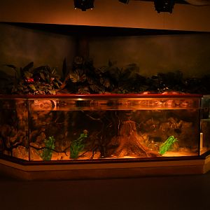 "River Bank" exhibit (Amazon Flooded Forest)