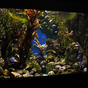 "California Rocky Reef" exhibit (California Coast)