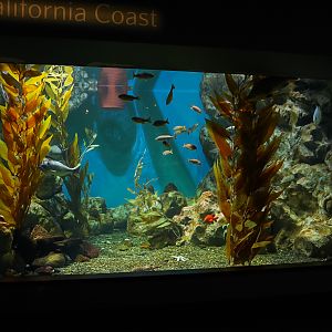 "California Kelp Forest" exhibit (California Coast)