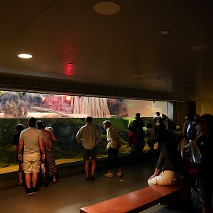 'The Swamp' Main Tank (underwater viewing)