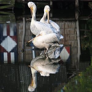 Dalmatian pelicans (Pelecanus crispus), 2023-10-04