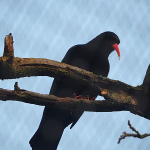 Red-billed chough (Pyrrhocorax pyrrhocorax), 2023-10-04