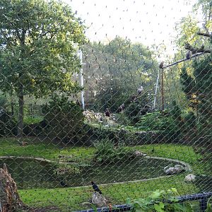 Cinereous vulture dating and Western Eurasian griffon vulture breeding pair aviary, 2023-10-04