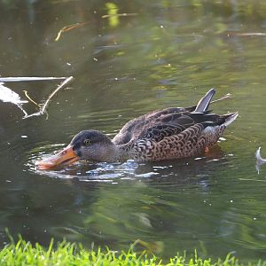 Northern shoveler (Spatula clypeata), 2023-10-04