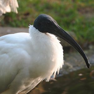Black-headed ibis (Threskiornis melanocephalus), 2023-10-04
