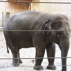 Asian elephant (Elephas maximus), 2023-10-04