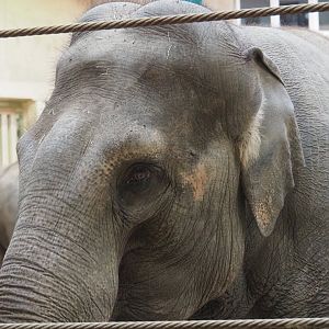 Asian elephant (Elephas maximus), 2023-10-04
