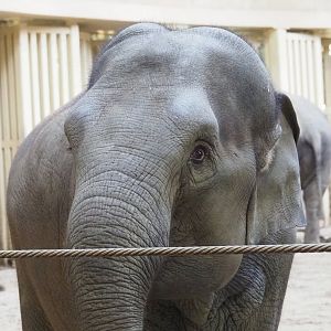 Asian elephant (Elephas maximus), 2023-10-04