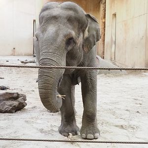 Asian elephant (Elephas maximus), 2023-10-04