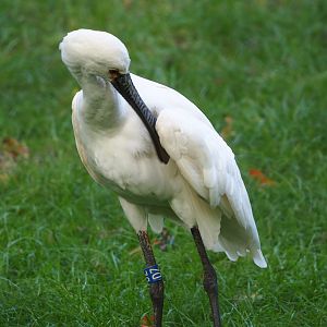 Eurasian Spoonbill (Platalea leucorodia), 2023-10-04