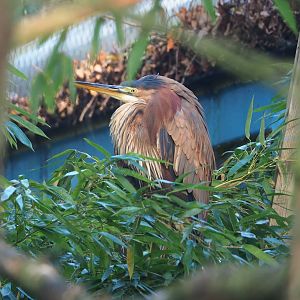 Purple heron (Ardea purpurea), 2023-10-04