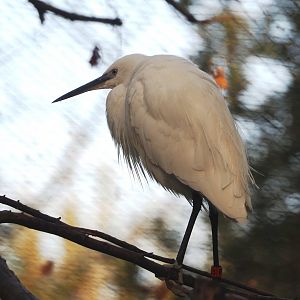 Little egret (Egretta garzetta garzetta), 2023-10-04
