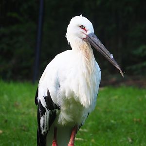 Oriental white stork (Ciconia boyciana), 2023-10-04