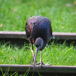Glossy ibis (Plegadis falcinellus), 2023-10-04