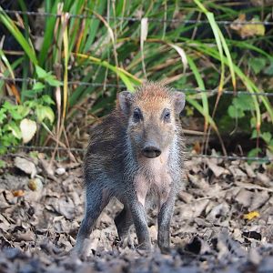 Negros Visayan warty piglet (Sus cebifrons negrinus), 2023-10-04