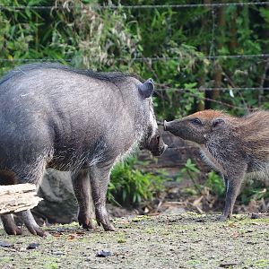 Negros Visayan warty pig with piglet (Sus cebifrons negrinus), 2023-10-04