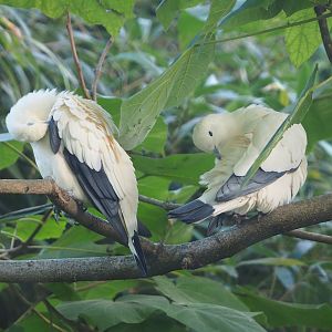 Pied imperial pigeons (Ducula bicolor), 2023-10-04