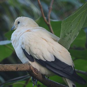 Pied imperial pigeons (Ducula bicolor), 2023-10-04