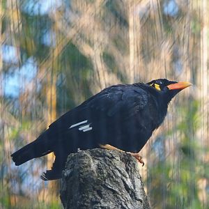 Greater hill myna (Gracula religiosa intermedia), 2023-10-04