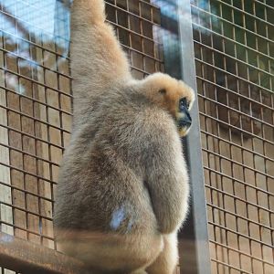 Northern white-cheeked Gibbon (Nomascus leucogenys) Paquita, 2023-10-04