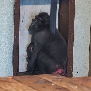Sulawesi crested black macaques (Macaca nigra), 2023-10-04