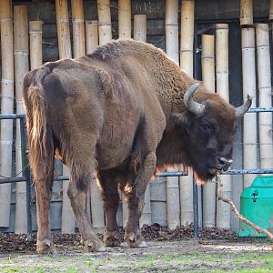 Wisent (Bison bonasus), 2023-10-04
