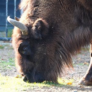 Wisent (Bison bonasus), 2023-10-04