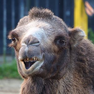 Domestic Bactrian camel (Camelus bactrianus), 2023-10-04