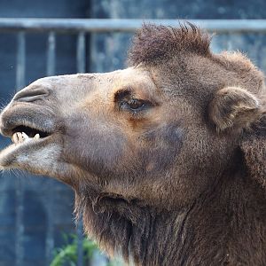 Domestic Bactrian camel (Camelus bactrianus), 2023-10-04