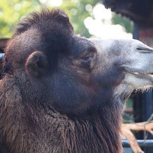 Domestic Bactrian camel (Camelus bactrianus), 2023-10-04
