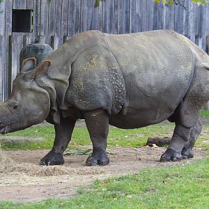 Indian rhinoceros (Rhinoceros unicornis) Gujarat, 2023-10-04