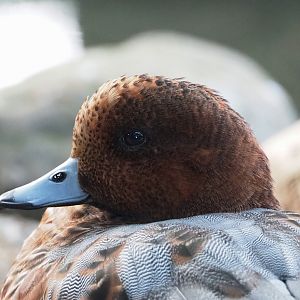 Eurasian wigeon (Mareca penelope), 2023-10-04