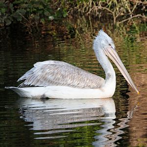 Dalmatian pelican (Pelecanus crispus), 2023-10-04