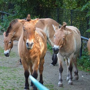Przewalski's horses (Equus ferus przewalski), 2023-10-04