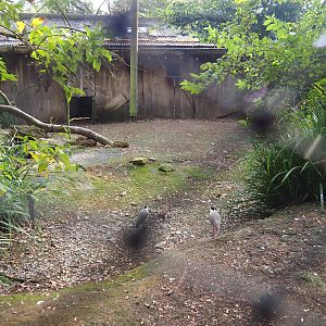 Australian waterfront aviary, 2023-10-04