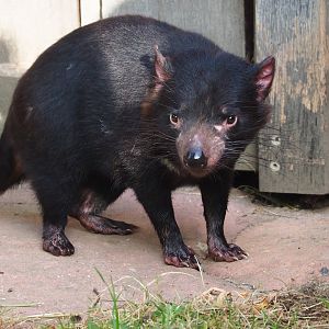 Tasmanian devil (Sarcophilus harrisii), 2023-10-04