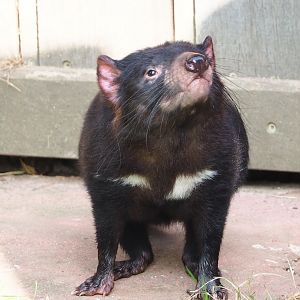 Tasmanian devil (Sarcophilus harrisii), 2023-10-04
