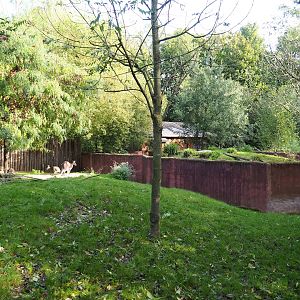 Smaller Eastern grey kangaroo and Swamp wallaby paddock, with Tasmanian devil exhibit behind, 2023-10-04