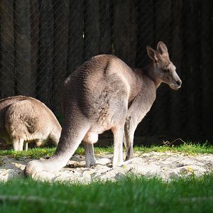 Eastern grey kangaroo (Macropus giganteus), 2023-10-04