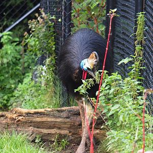 Double-wattled cassowary (Casuarius casuarius), 2023-10-04