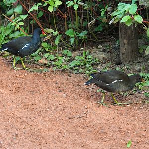 Wild Eurasian common moorhens (Gallinula chloropus chloropus), adult and juvenile, 2023-10-04
